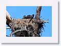 PS14 nest early April